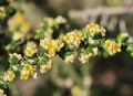 Thymelaea hirsuta